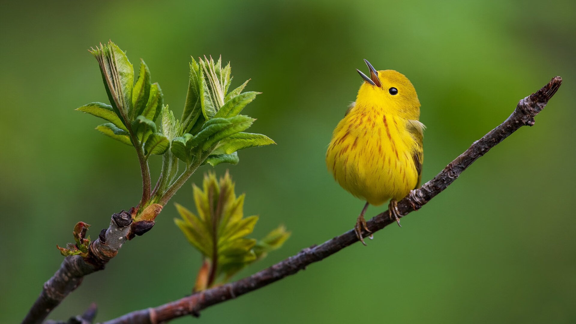 AYX GAME-NBA夏季联赛精彩回顾：新秀的奋勇拼搏，nba夏季联赛2021赛程录像