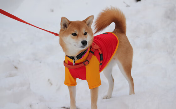 爱游戏体育app-_NBA总决赛：湖人队与凯尔特人队的巅峰对决_，总决赛湖人vs凯尔特人视频