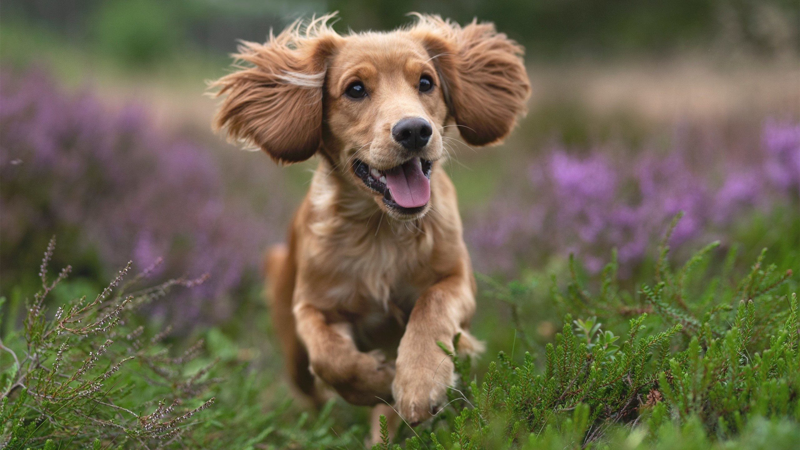 爱游戏在线登录入口-_全国游泳锦标赛：青年运动员崭露头角_，全国青年游泳锦标赛比赛成绩