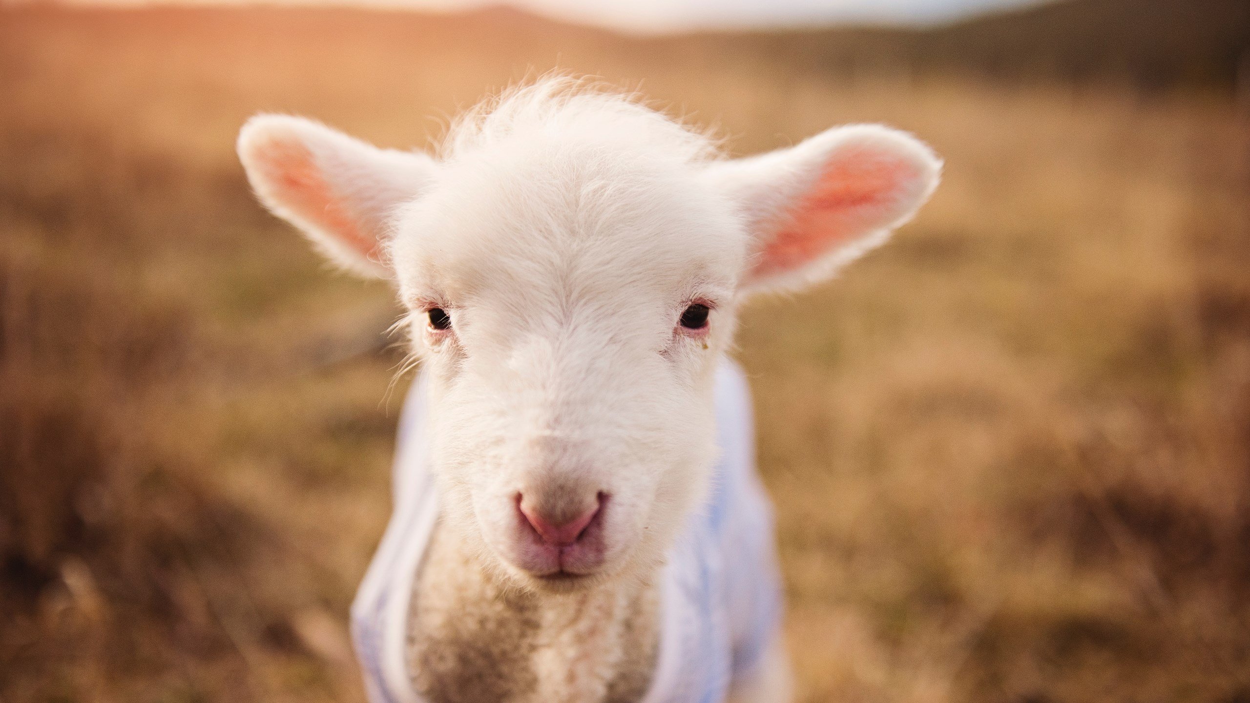 _老鹰快攻突击，场面激烈精彩_，老鹰最快速度