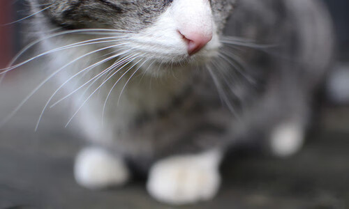 爱游戏-《电竞赛事直播新技术：4K画质与多角度实时切换》，电竞比赛如何投大屏直播