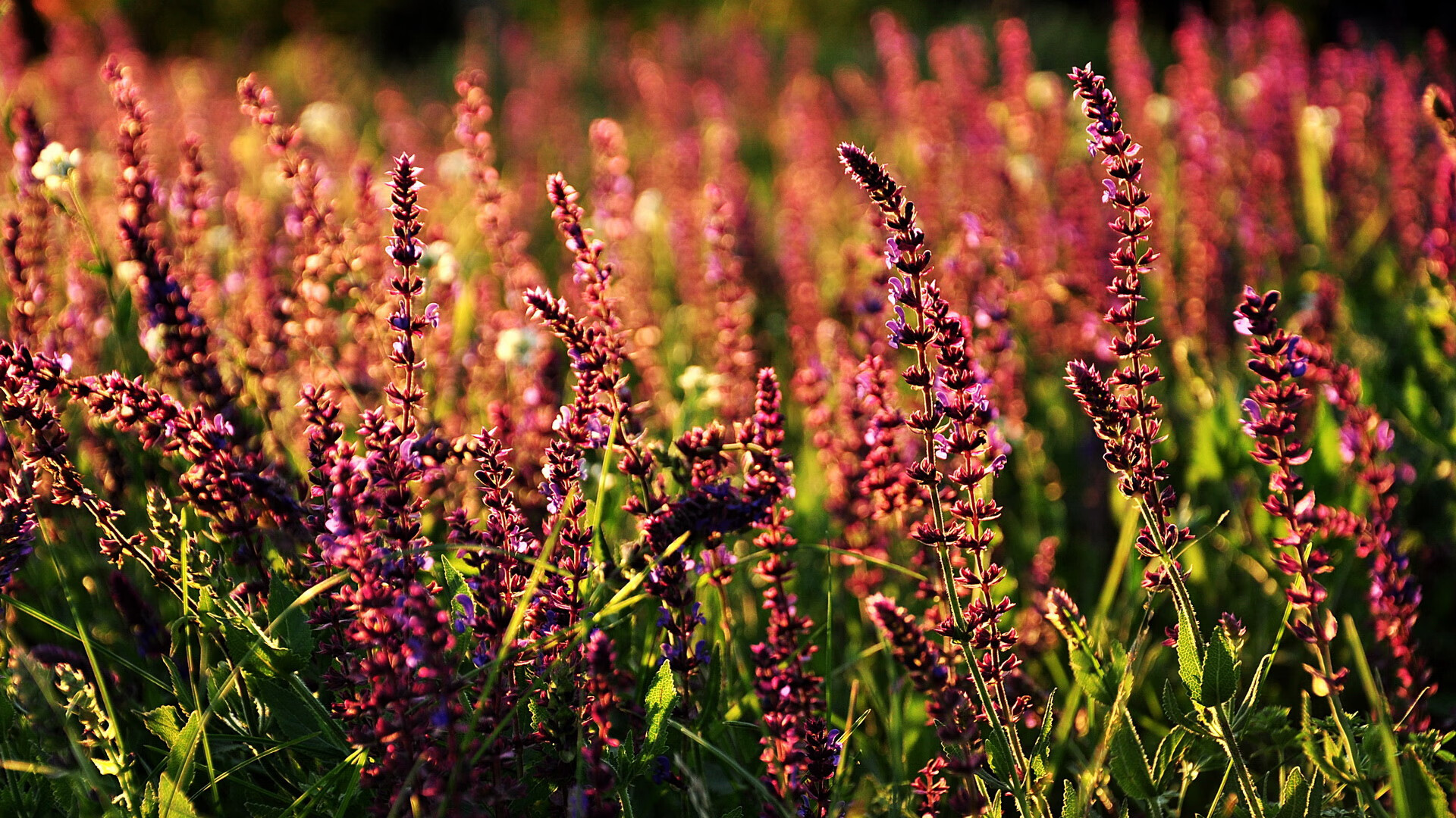 中国足球产业基金投入持续增加，为俱乐部发展助力，中国足协基金会