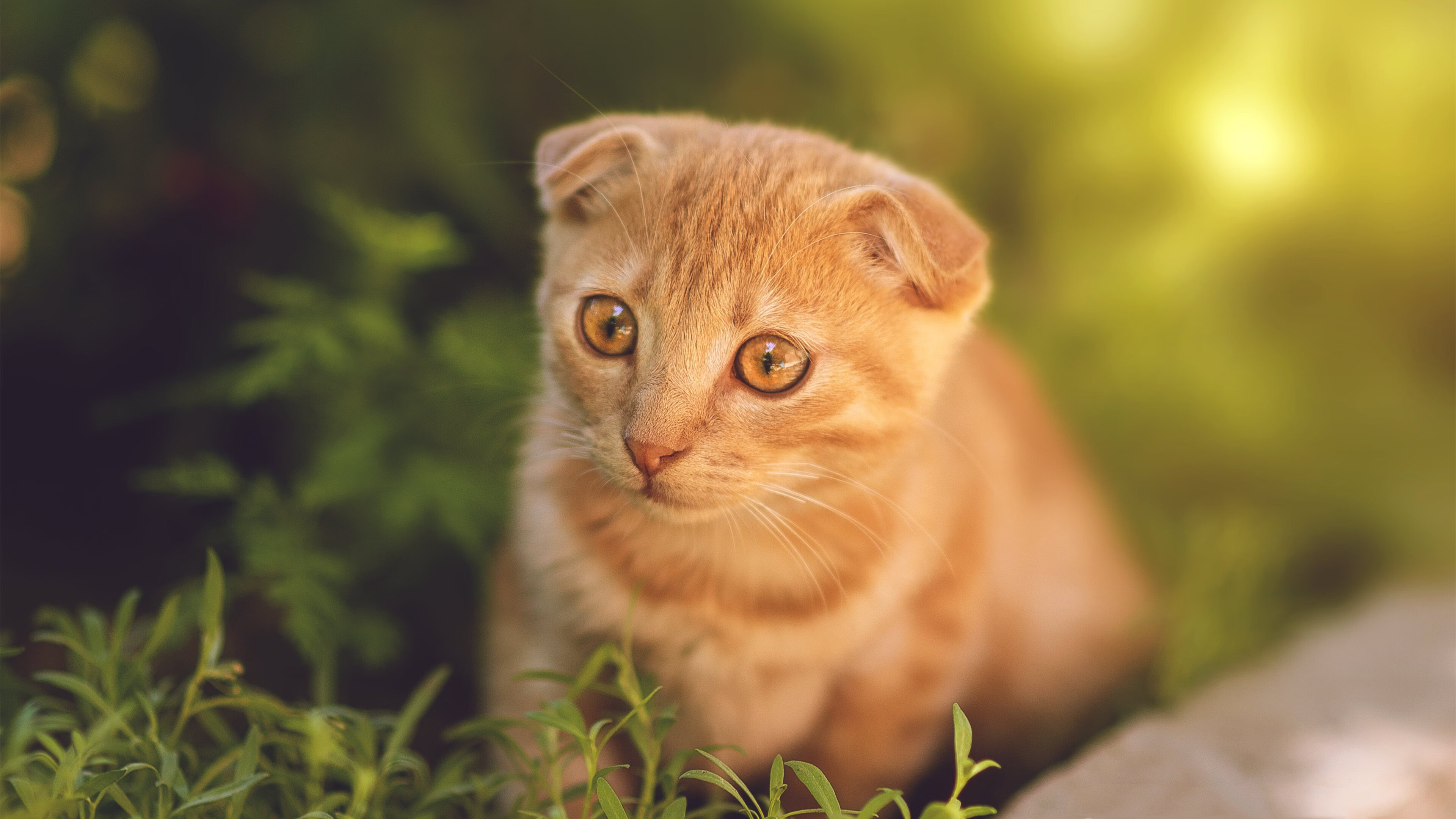 战术演变：教练如何根据比赛局势调整阵型？，比赛前教练在排兵布阵时的想法是