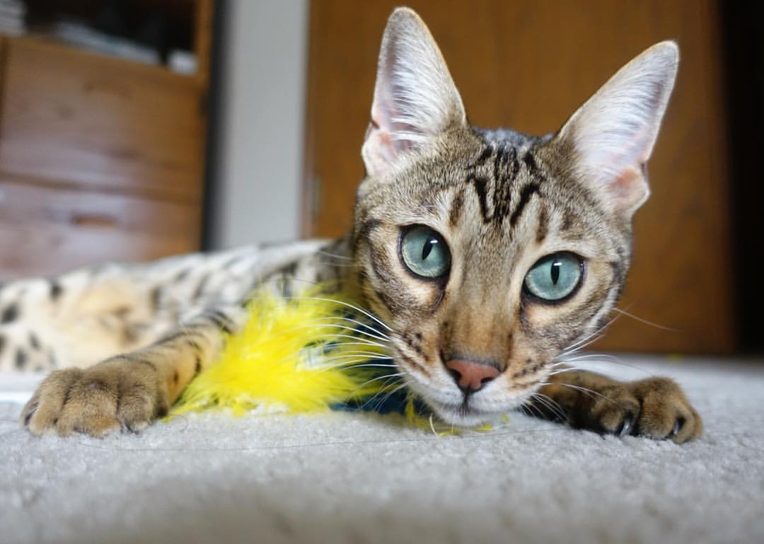 AYX体育-英超激战：曼城主场4-2逆转阿森纳，冠军悬念再度拉开，曼城英超稳了