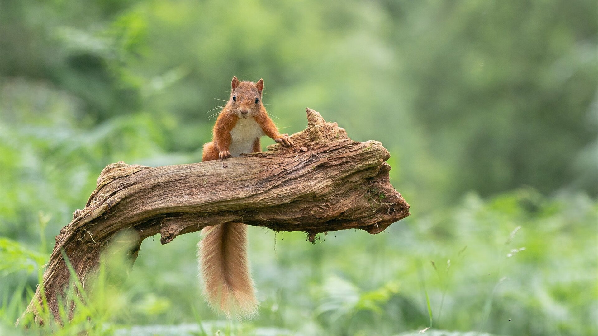 爱游戏官网-LCS战队为季后赛冲刺，lcs战队为季后赛冲刺吗
