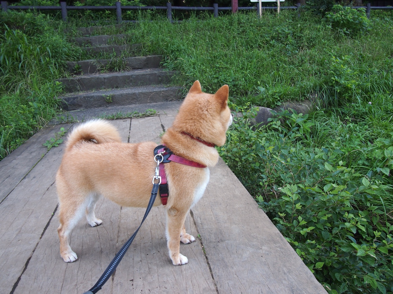 勇士完封尼克斯，常规赛巅峰对决中库里砍下47分，勇士对尼克斯库里54分