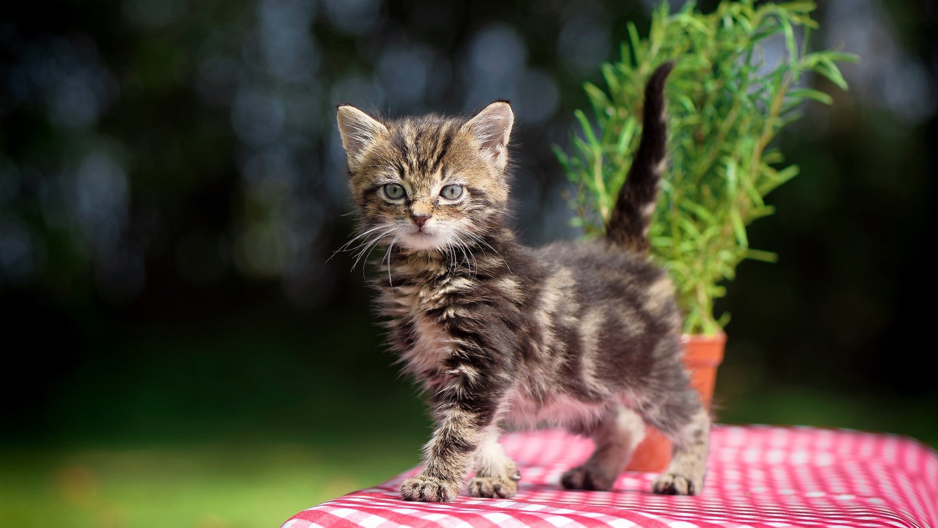 国足在世界杯预选赛中的战术调整方案实施方案实施，国足世界杯预选赛形势分析