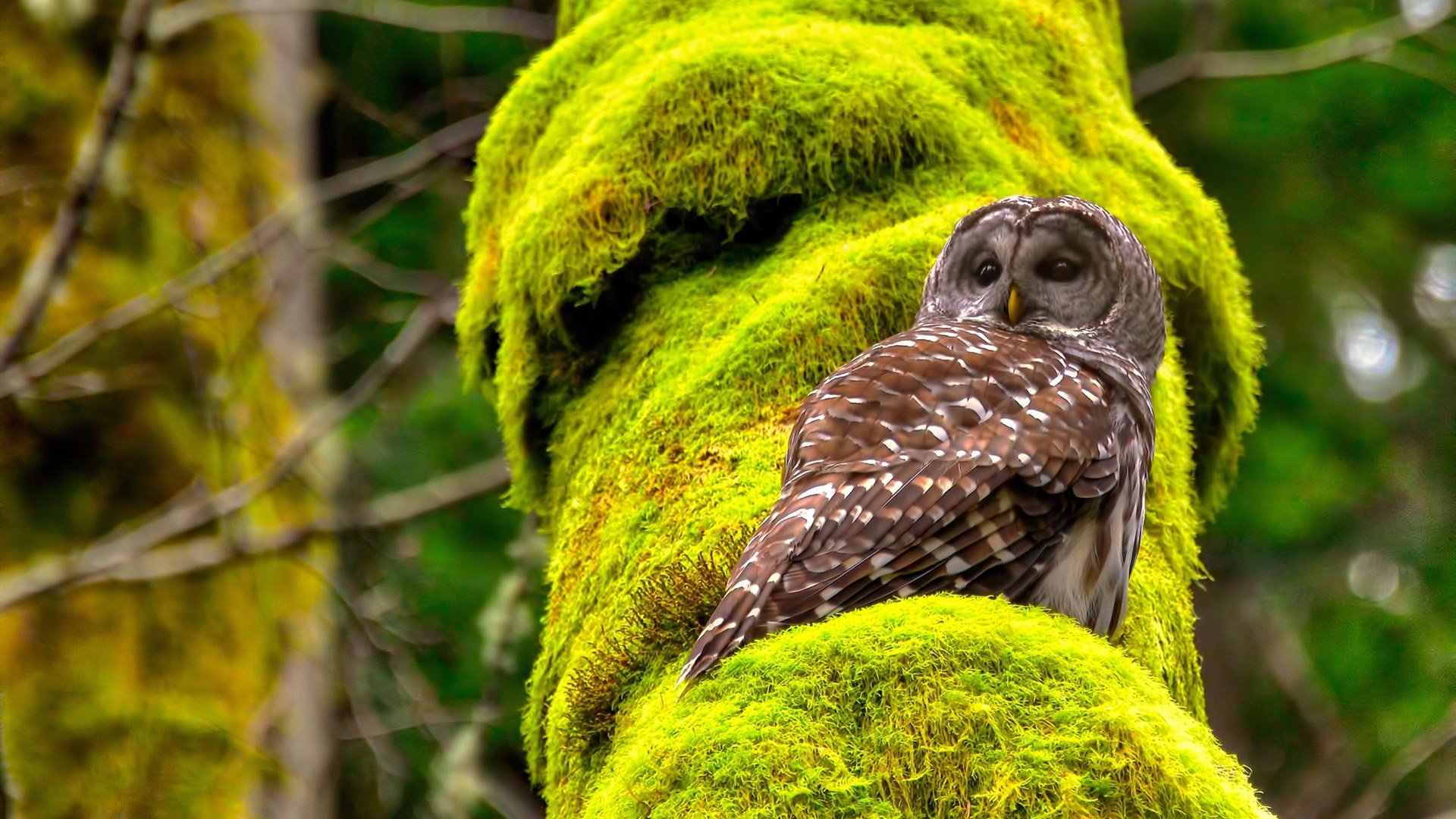 爱游戏体育app-外援亮眼表现引发球迷狂热，引领球队取得胜利，外援篮球