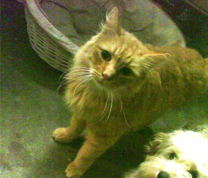 沙托鲁境地堪忧，主帅呼吁球员团结一心共渡难关，沙托鲁对克莱蒙直播