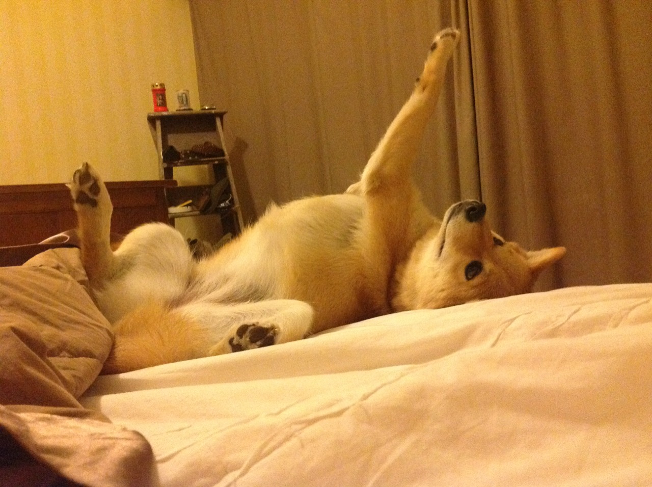 维达德卡萨布兰卡在非洲冠军联赛中晋级八强，北非卡萨布兰卡