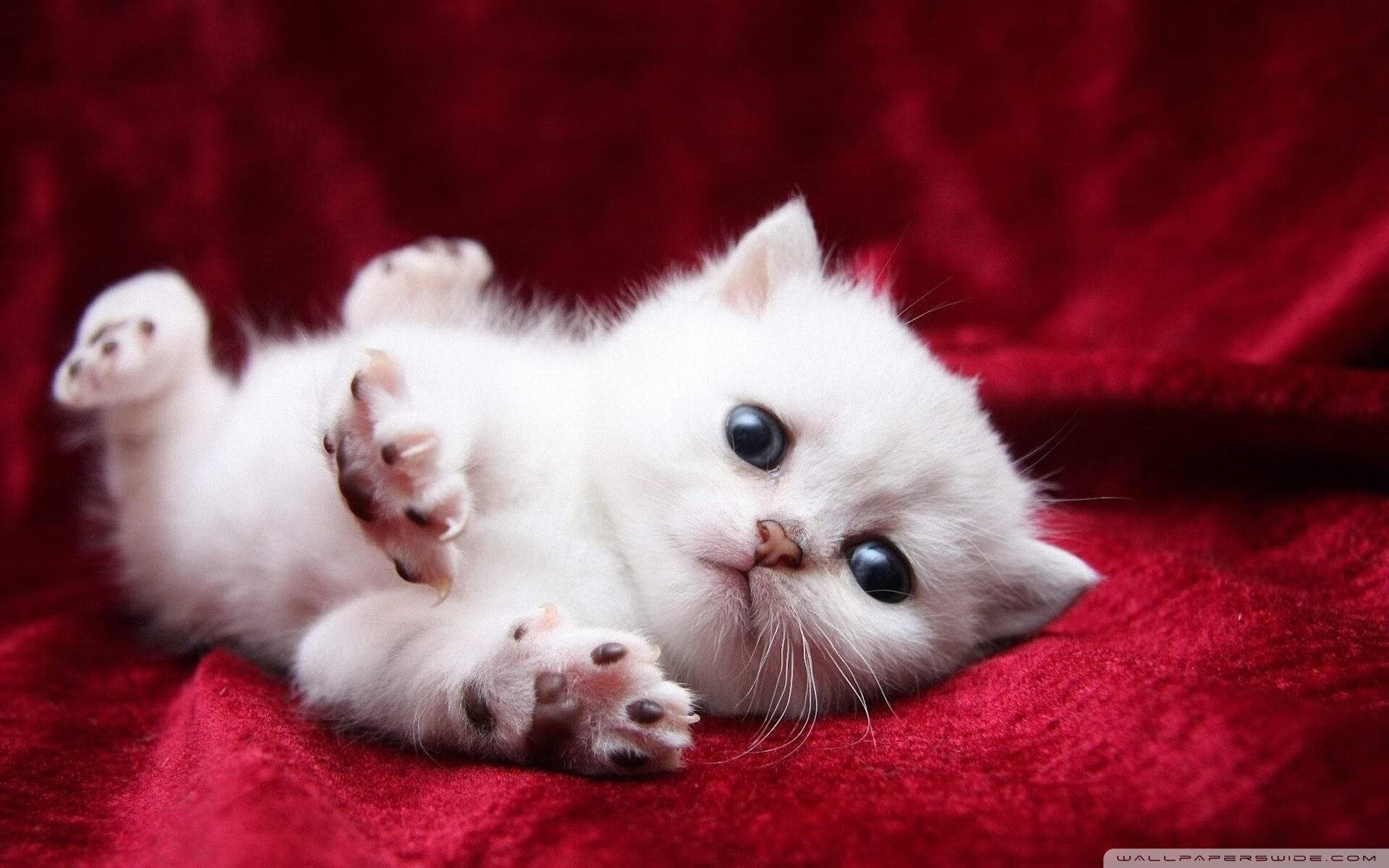 葡萄牙和瑞士队在欧预赛中激烈对决，战绩不分伯仲，2020年葡萄牙vs瑞士