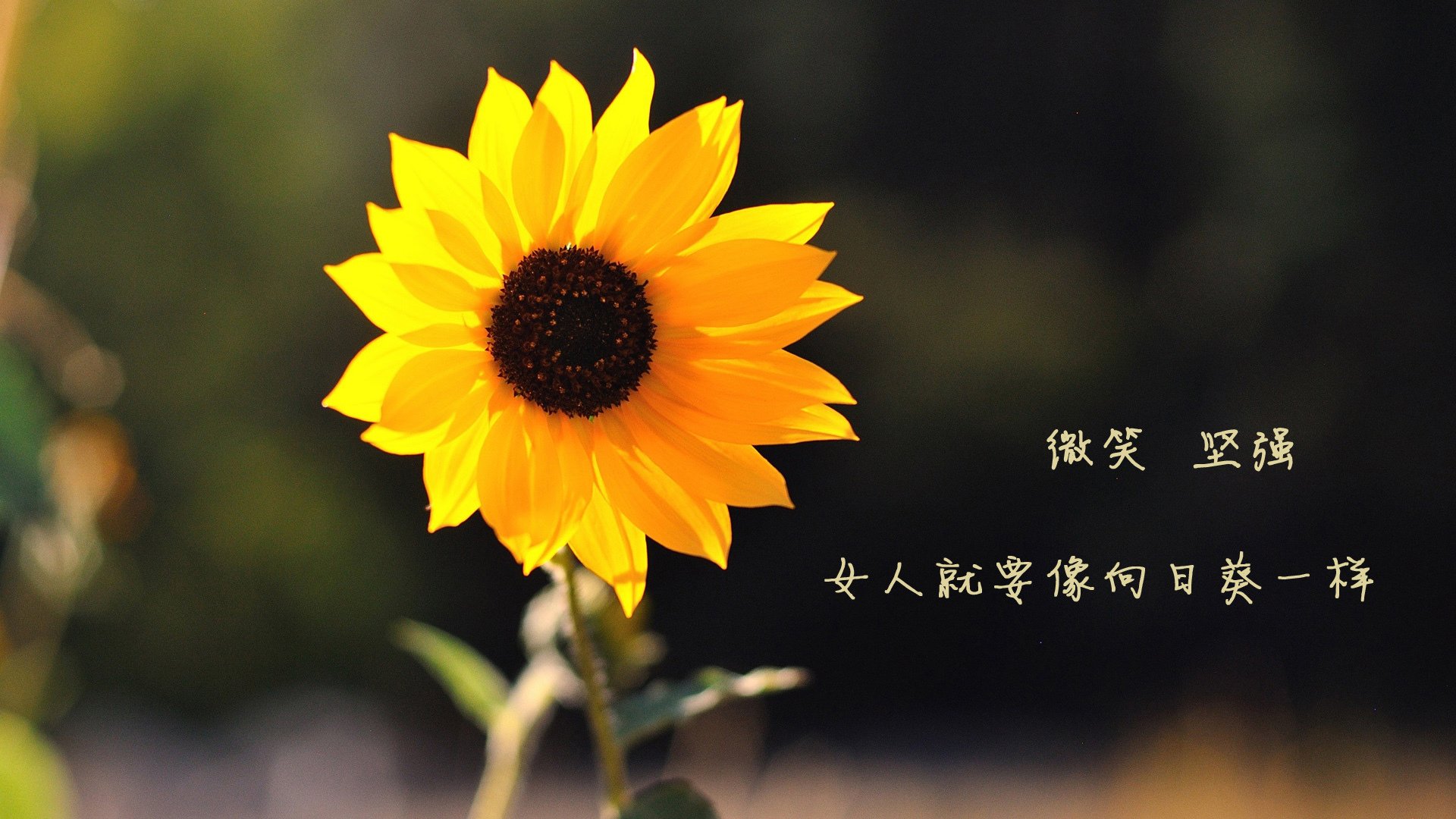 阿曼队取得惊人胜利 喀麦隆遭遇困境,喀麦隆足球巨星