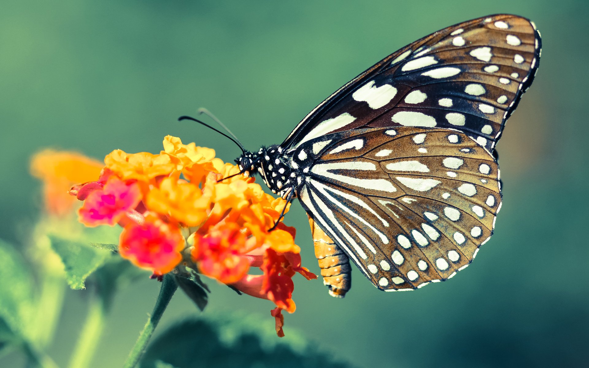 节奏狂欢：欧洲联赛中最快的进攻节奏