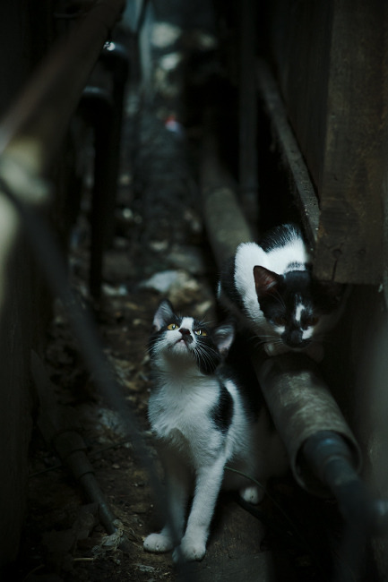 AYX官网-亚冠联赛中国青年队晋级 球迷纷纷点赞，亚冠 青年军