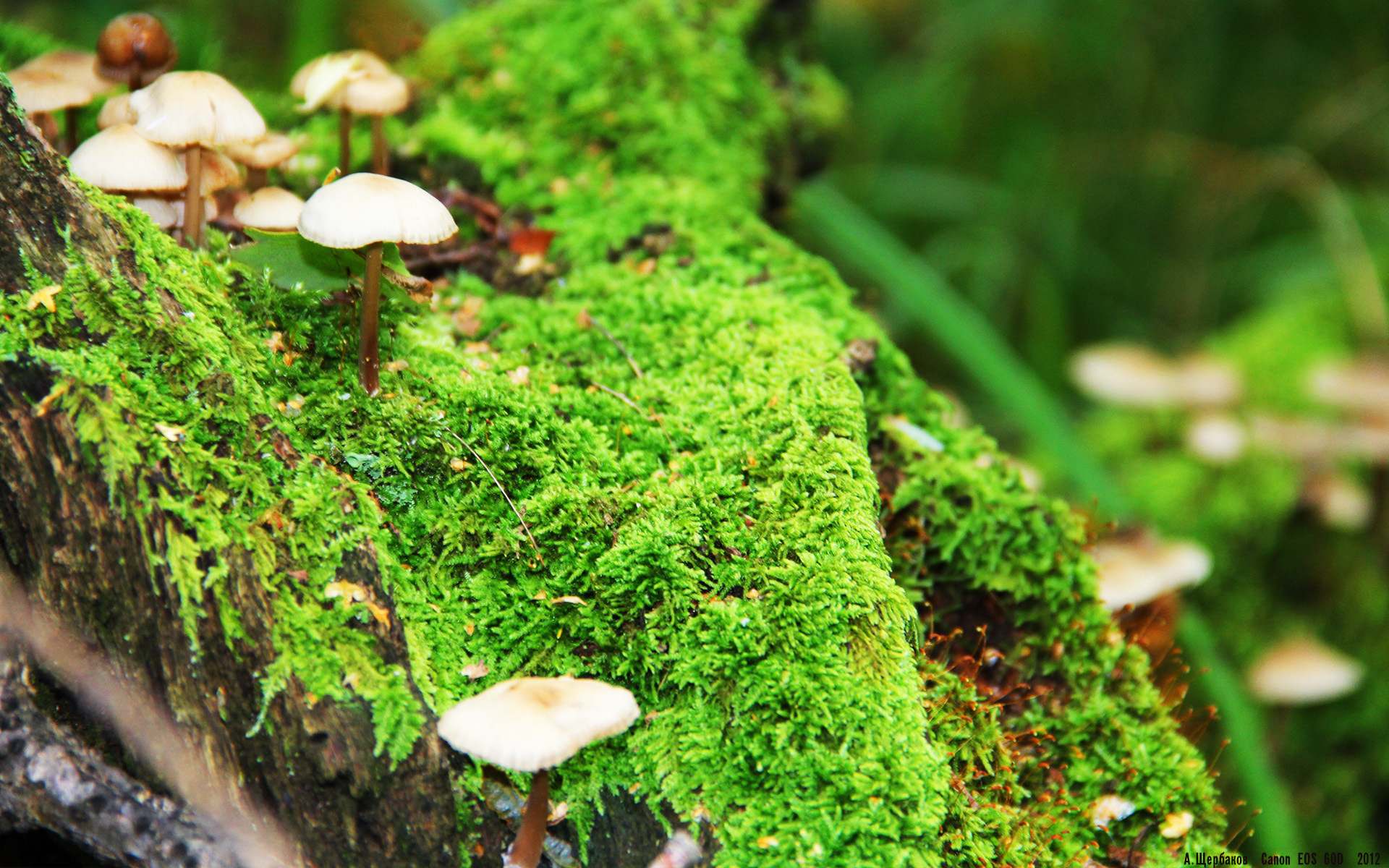 亚冠联赛中国青年队晋级 球迷纷纷点赞,亚冠 青年军