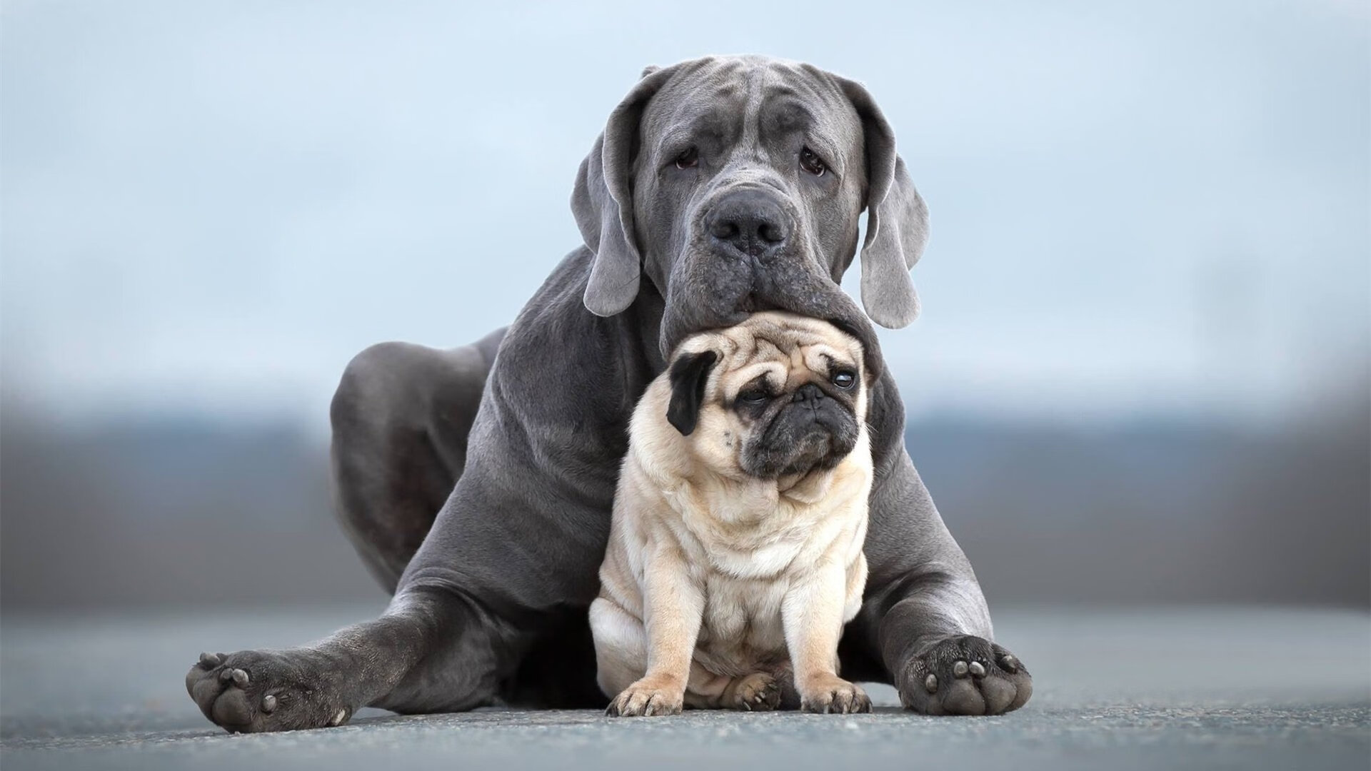 博卡后卫出球被迫频繁回传，博卡的主场是哪个球场
