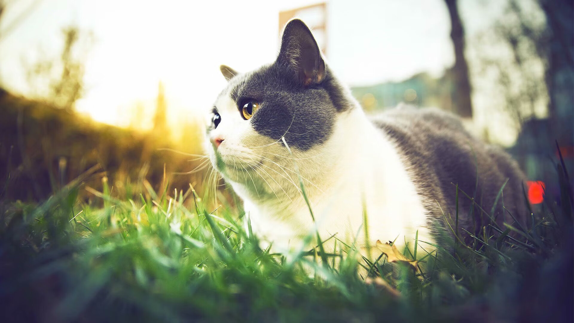 奥运男子举重项目中国选手训练量增加,中国奥运男子举重队