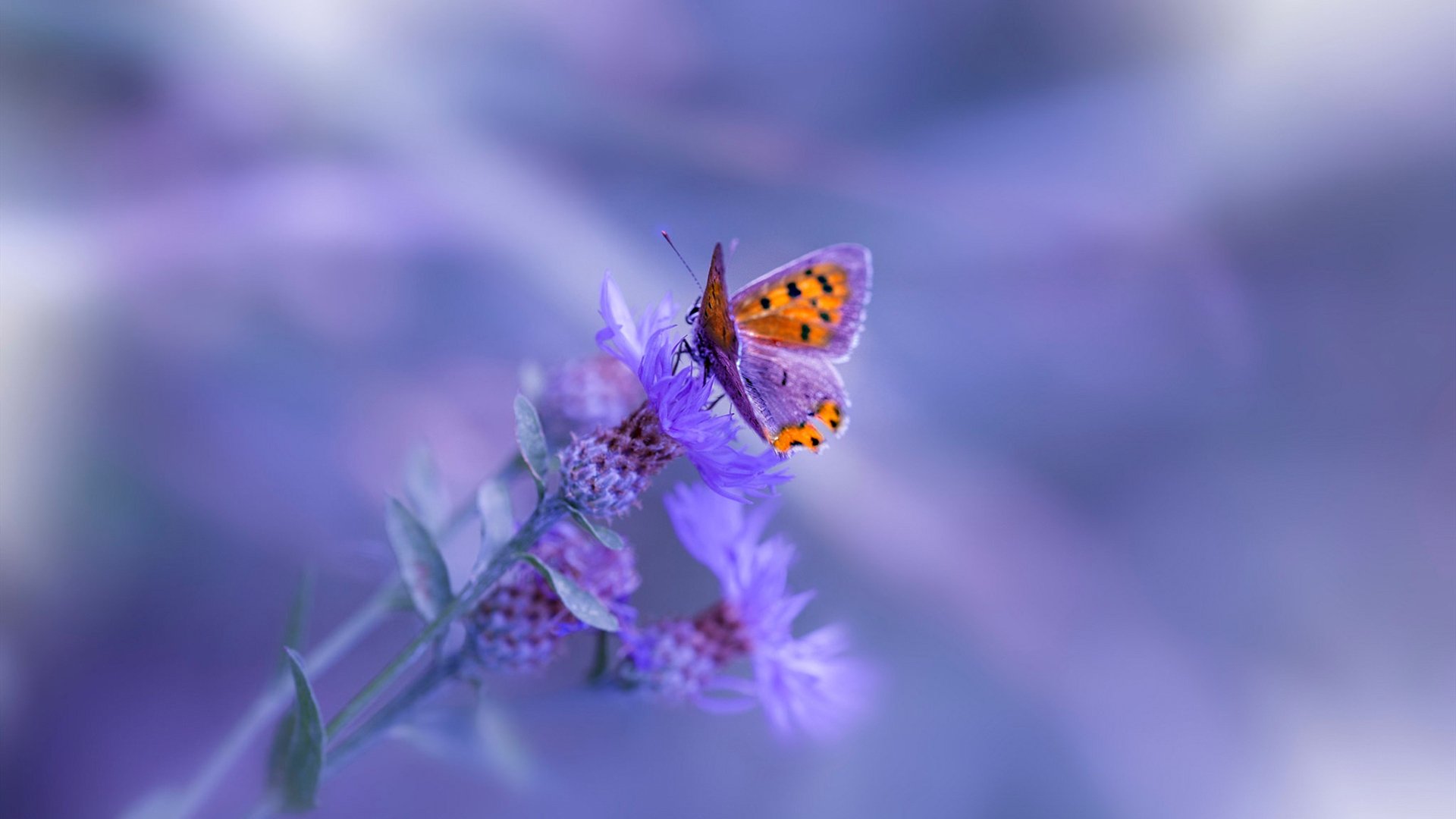 世界杯预选赛进入关键阶段，争夺晋级名额激烈异常，世界杯预选赛 晋级