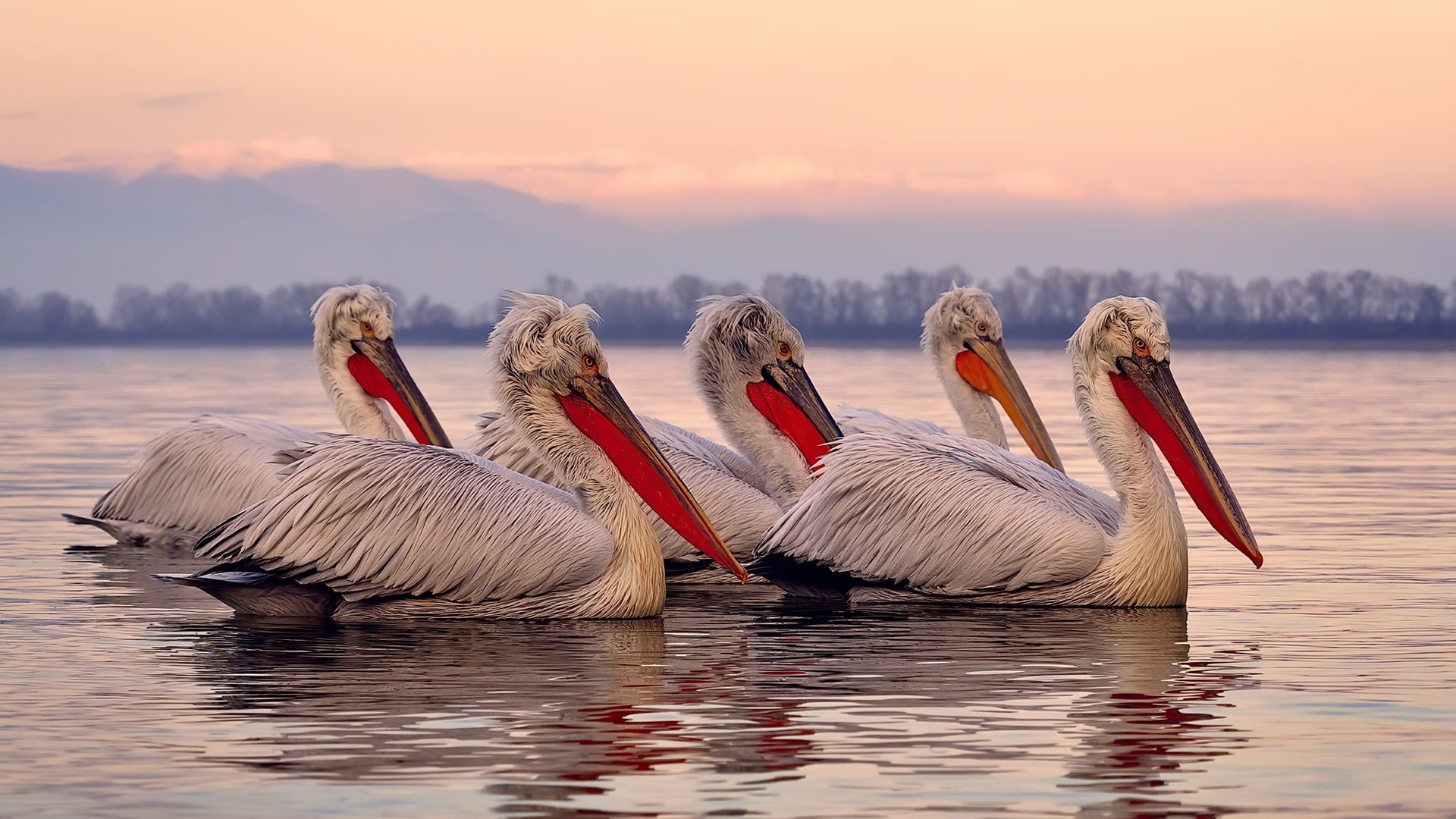 体育新闻中心实况揭秘,体育 新闻
