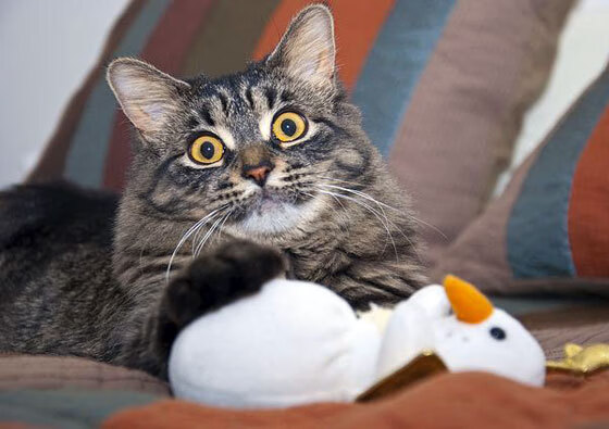 希腊女篮在国际比赛中稳步提升,迈向奥运