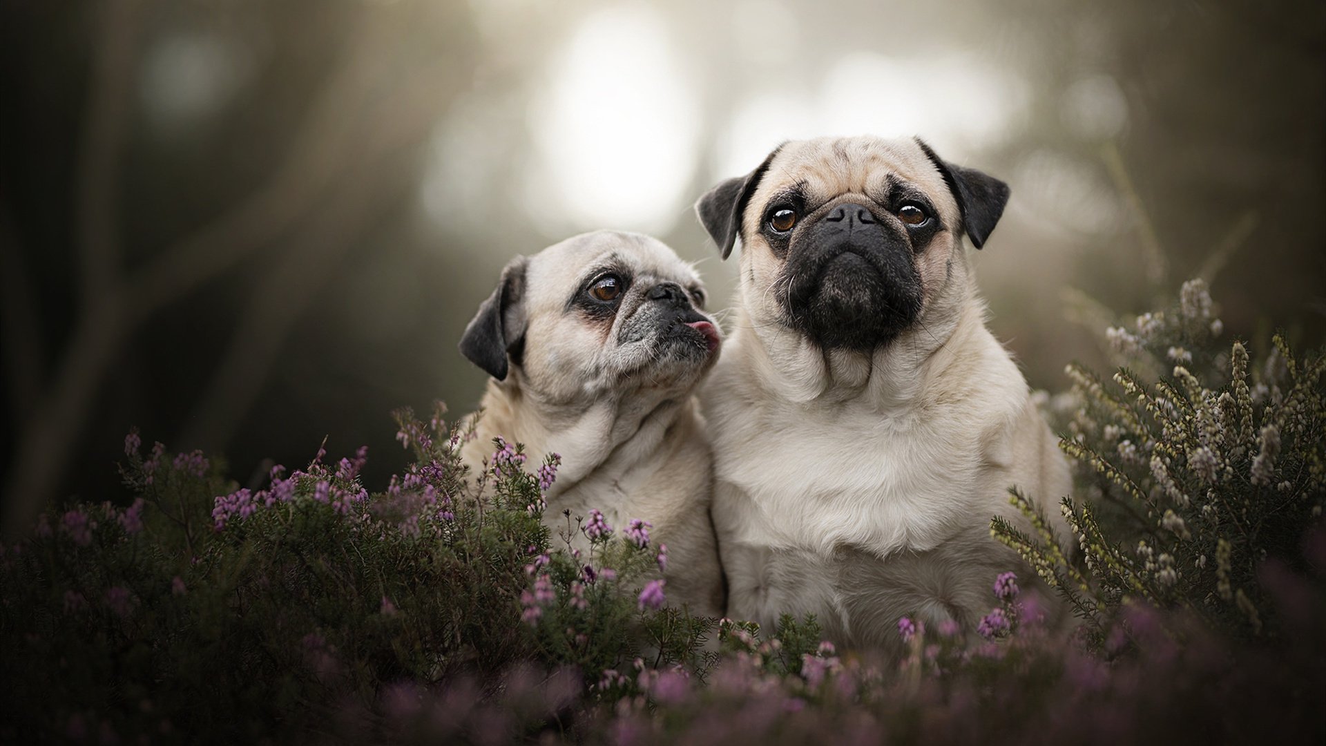 爱游戏体育平台-格鲁吉亚女篮在欧洲锦标赛中夺冠，体育实力不断爬升，格鲁吉亚赛程