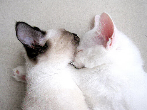 格鲁吉亚女篮在欧洲锦标赛中夺冠,体育实力不断爬升,格鲁吉亚赛程